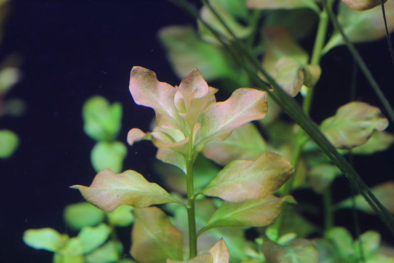 植栽から14日目